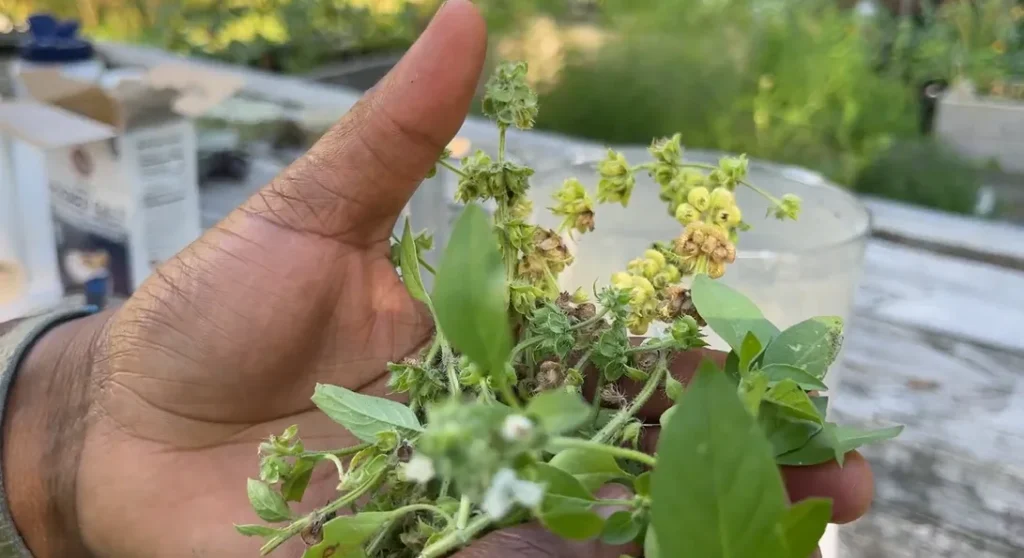 basil lemon salt