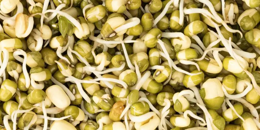 Close-up of fresh mung bean sprouts